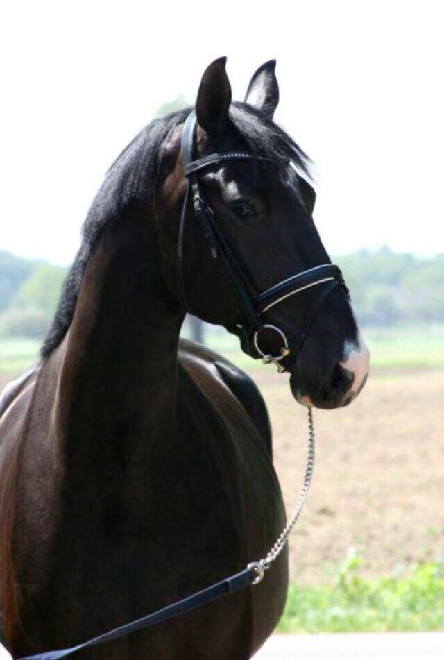 Beautiful 4yo Gelding by Johnson